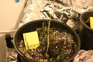 Jedna z zabezpieczonych donic z pozostałościami po konopiach