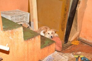 pies leżący na starej, brudnej poduszce