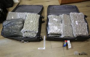 Zdjęcie dowodowe przedstawiające dwie otwarte, duże walizki podróżne, wewnątrz których znajdują się przezroczyste, próżniowo zapakowane pakiety z suszem roślinnym, prawdopodobnie narkotykami, oraz linijka pomiarowa.