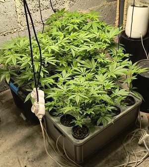 Rosliny w doniczkach