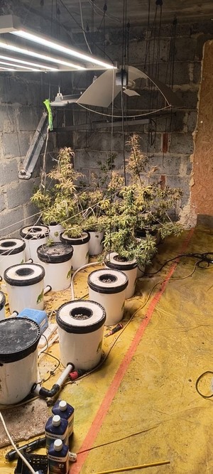 doniczki z roślinami