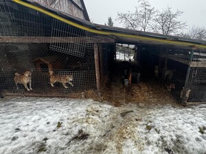 Warunki w jakich znajdowały się zwierzęta na terenie gminy Wieliczka