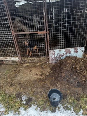 Zwierzęta zastane podczas kontroli na tereniej jednej z miejscowości na terenie gminy Wieliczka