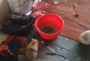 Warunki w jakich przebywały zwierzęta