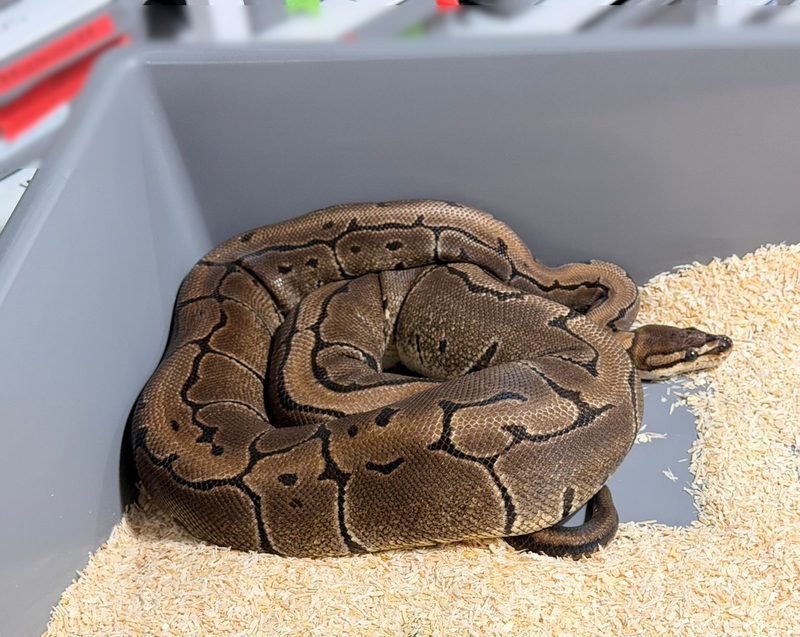 zabezpieczony wąż nr 4