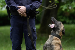 Pies służący w małopolskiej policji