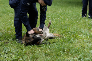 Pies policyjny bawiący się ze swoim opiekunem