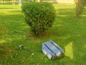 walizka i kwiat doniczkowy na trawniku