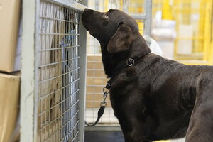 labrador węszy przy paczkach