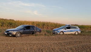 radiowóz i Ford przy polu kukurydzy