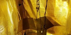 folia aluminiowa z lampą UV do uprawy konopi