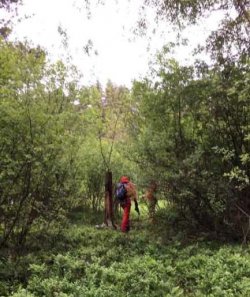 ratownicy poszukują zaginionego w terenach leśnych