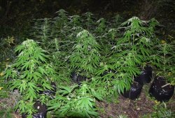 krzewy konopi indyjskiej w czarnych workach pośród zarośli