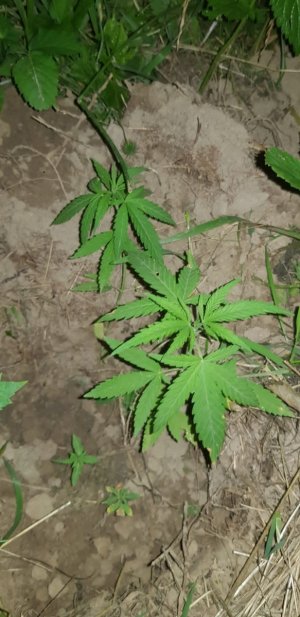 Pojedynczy krzew marihuany