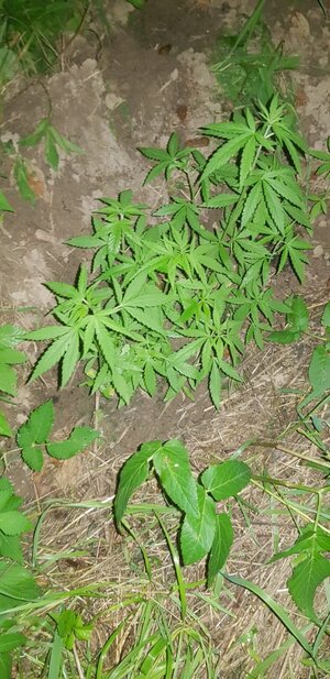 Duży krzak miruhuany wśród traw