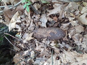 pocisk znaleziony w lesie pomiędzy liśćmi