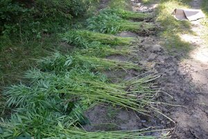 Ścięte krzewy konopi