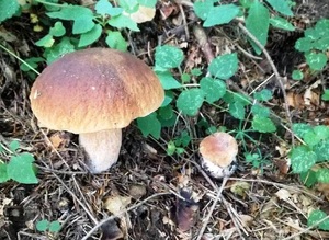 dwa rosnące borowiki