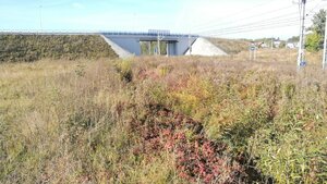 wysokie zarośla w których został odnaleziony zaginiony