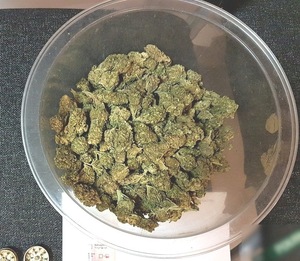 zabezpieczona marihuana