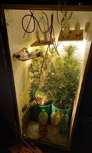 konopie w doniczkach uprawiane w specjalnej skrzyni