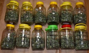 susz roślinny w słoikach