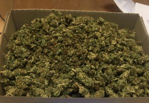 susz marihuany w pudełku kartonowym