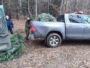 Samochód służbowy Straży Leśnej z funkcjonariuszem straży leśnej, który ładuje stroisze na przestrzeń ładunkową samochodu. Z tyłu stoi umundurowany policjant. Na pierwszym planie zielony samochód