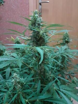 Zielony krzak konopi indyjskiej (marihuana)