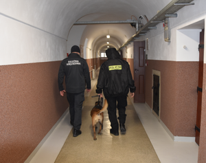 Policyjny pies służbowy wraz z przewodnikiem oraz funkcjonariusz służby ochrony więziennictwa