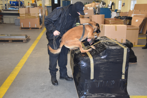 Policyjny pies służbowy wraz z przewodnikiem w hali produkcyjnej przywięziennego zakładu pracy.