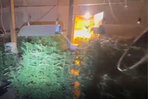 marihuana rosnąca pod namiotem