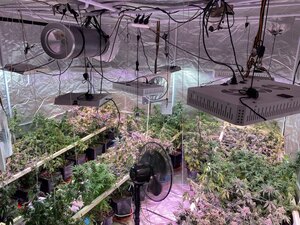 sadzonki konopii w doniczkach w specjalnie przystosowanym pomieszczeniu z lampami