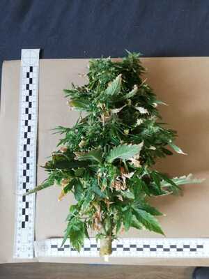 krzak konopi leżący na stole przy nim miarki do mierzenia jego wielkości