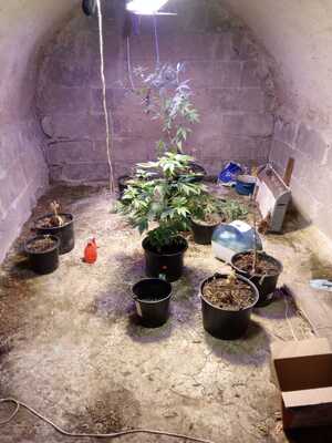 doniczki z ziemią i krzewami konopi indyjskich w oświetlonej piwnicy