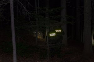 zdjęcie poglądowe - policjanci w porze nocnej w kompleksie leśnym w trakcie poszukiwań zaginionego