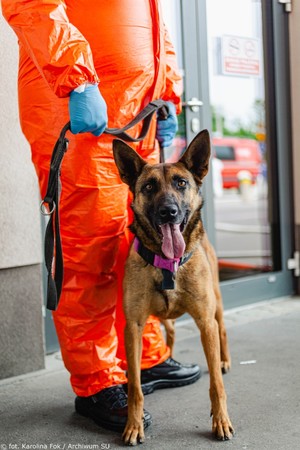 policyjny pies tropiacy do wykrywania materiałów wybuchowych