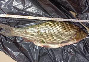 jaź złowiony przez kłusownika