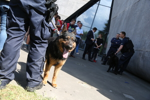 pies policyjny