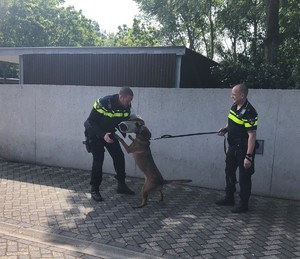dwaj policjanci holederskiej policji prezentują umiejętności policyjnego psa