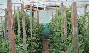 szklarnia z pomidorami i marihuaną