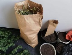 papierowa torba z liśćmi marihuany, liście marihuany na podłodze i doniczki wypełnione ziemią