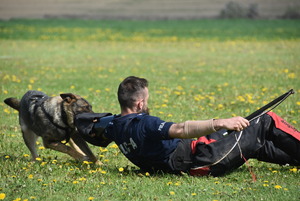 przewodnik pozorator leży na trawie - atakuje go pies podczas ćwiczeń