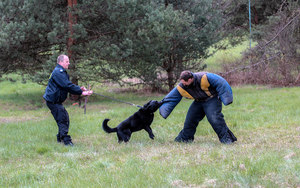 pies policyjny podczas ćwiczeń atakuje za rękaw mężczyznę, który udaje agresora. Pies jest na smyczy trzymanej przez policjanta