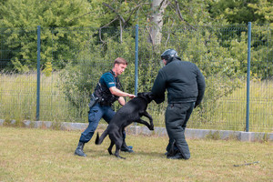 pies policyjny podczas ćwiczeń atakuję pozoranta. Na smyczy psa trzyma policjant