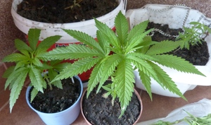 Zabezpieczone sadzonki konopii indyjskich przykład