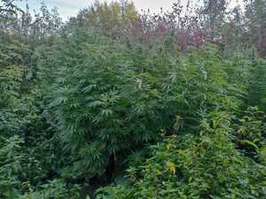 Plantacja konopi w Sierczy