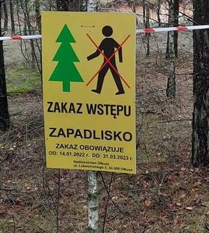 na zdjęciu widać zawieszona na drzewie żółtą tablicę informującą o zakazie wstępu na teren leśny ze względu na powstałe zapadlisko w tle las