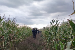 policjanci czekają na pozostałych aby móc iść dalej przez kukurydzę