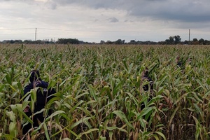 policjanci idą tyralierą na polu kukurydzy